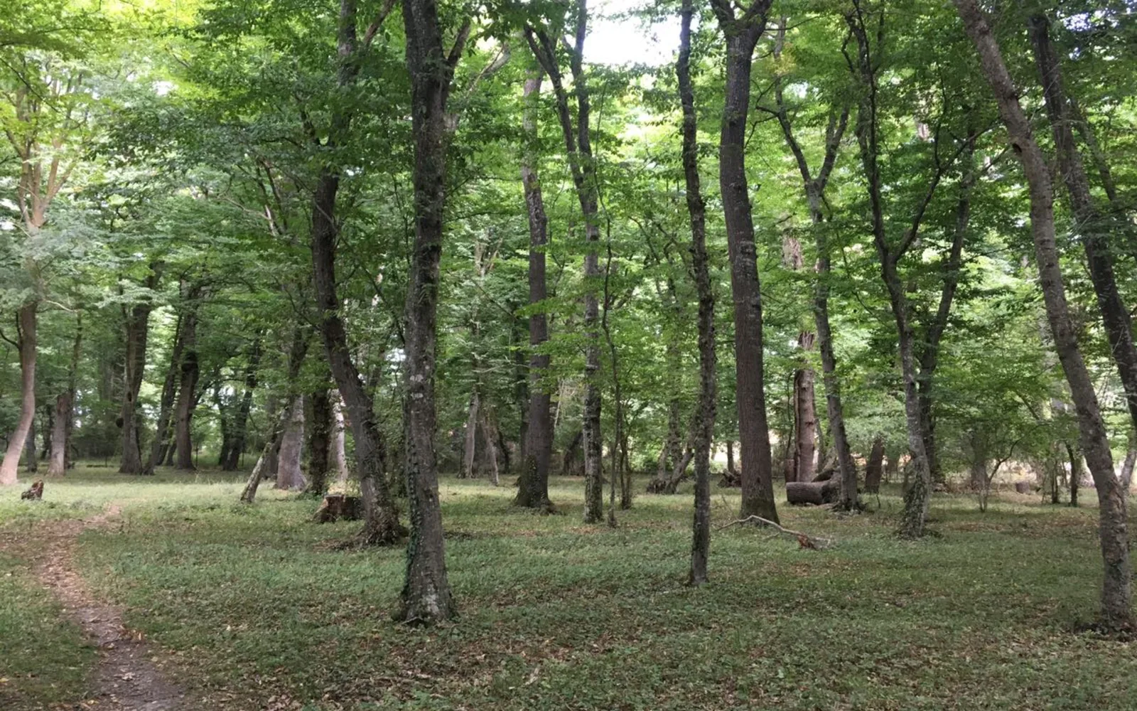 Green forest landscape