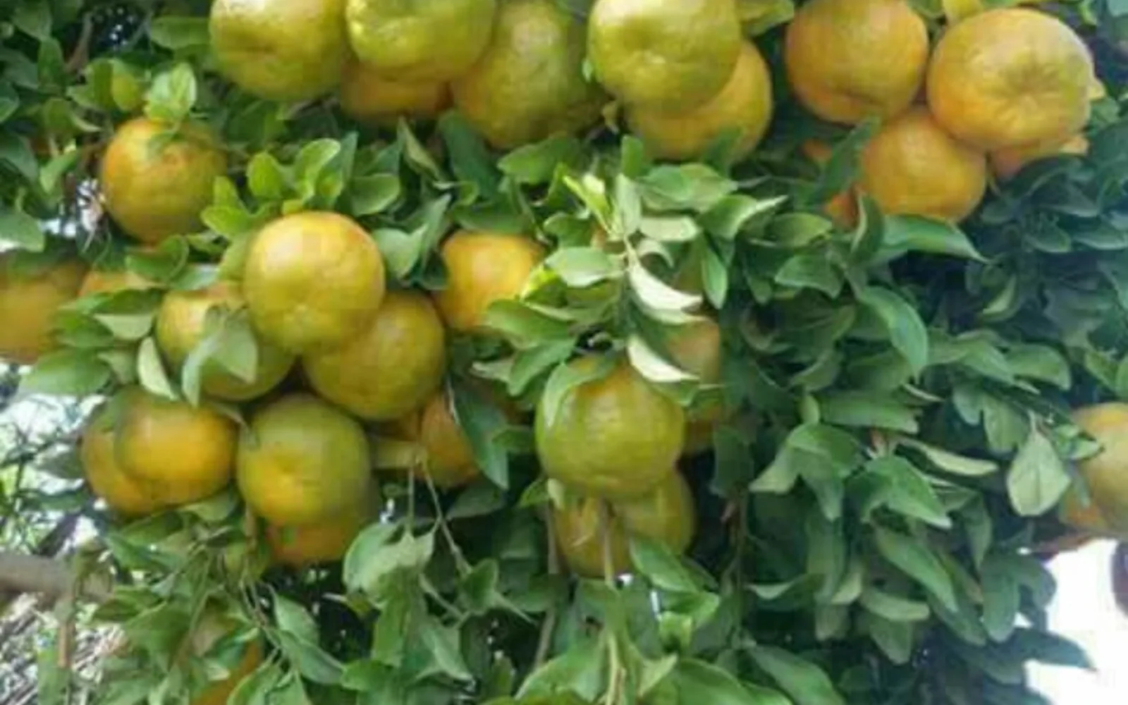 Orange citrus fruits